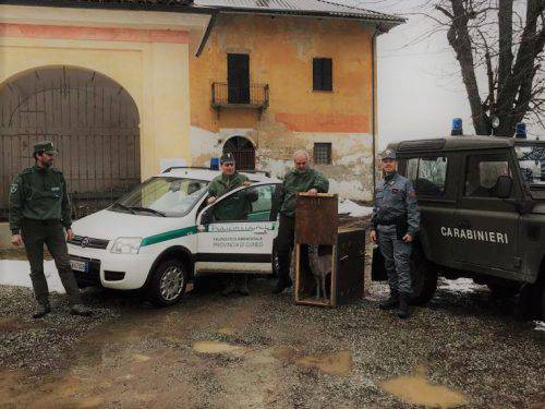 Recuperato capriolo che si era rifugiato nel parco di una villa a Saluzzo