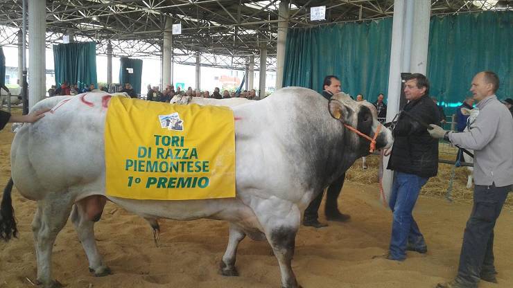 Oggi la seconda giornata della 68ª Mostra Regionale Zootecnica di Quaresima di Cuneo