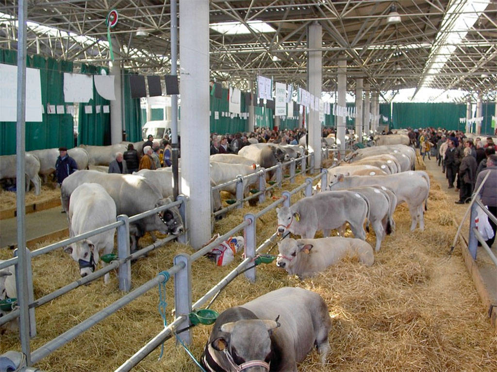 “Crollano i prezzi della razza bovina piemontese: gli allevatori hanno bisogno di aiuto”