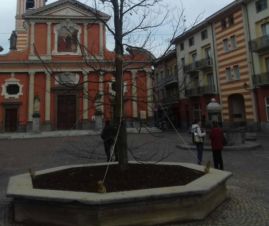 Un faggio verde al posto del carpino bianco in Piazza dell’Olmo a Boves