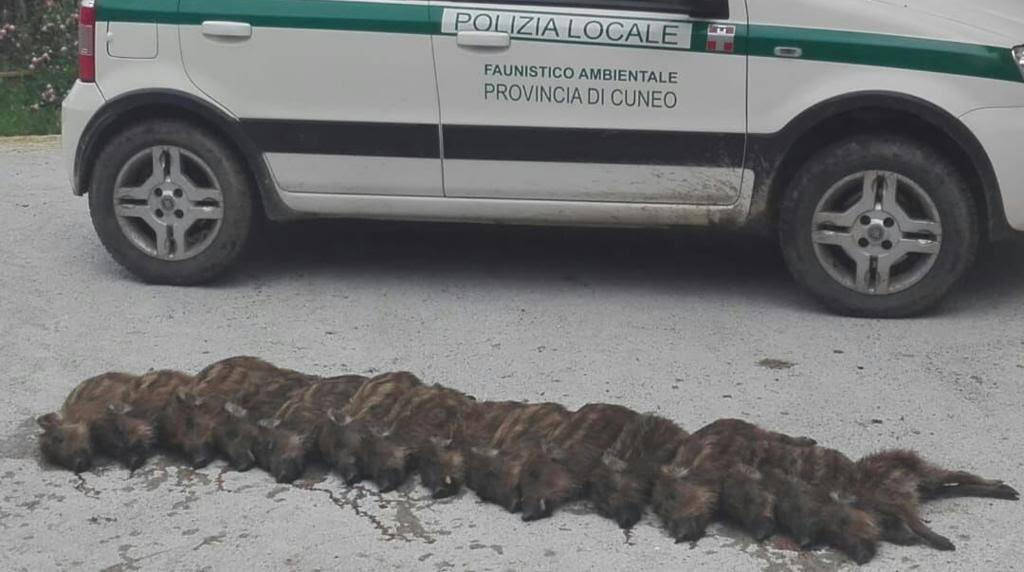 Marsaglia: catturano 15 cuccioli di cinghiali, girano un video e poi li abbattono