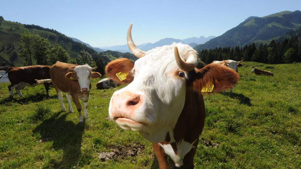 mucca mucche generica 