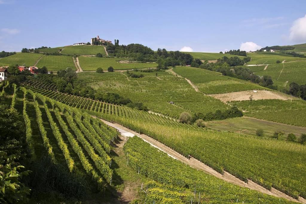 2019 anno del Dolcetto. Il vitigno storico piemontese con 3 DOCG e 9 DOC