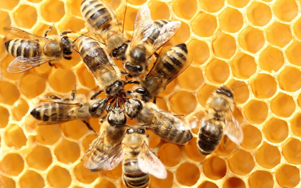 Coldiretti Cuneo “A rischio estinzione il 9% circa delle specie di api e farfalle”
