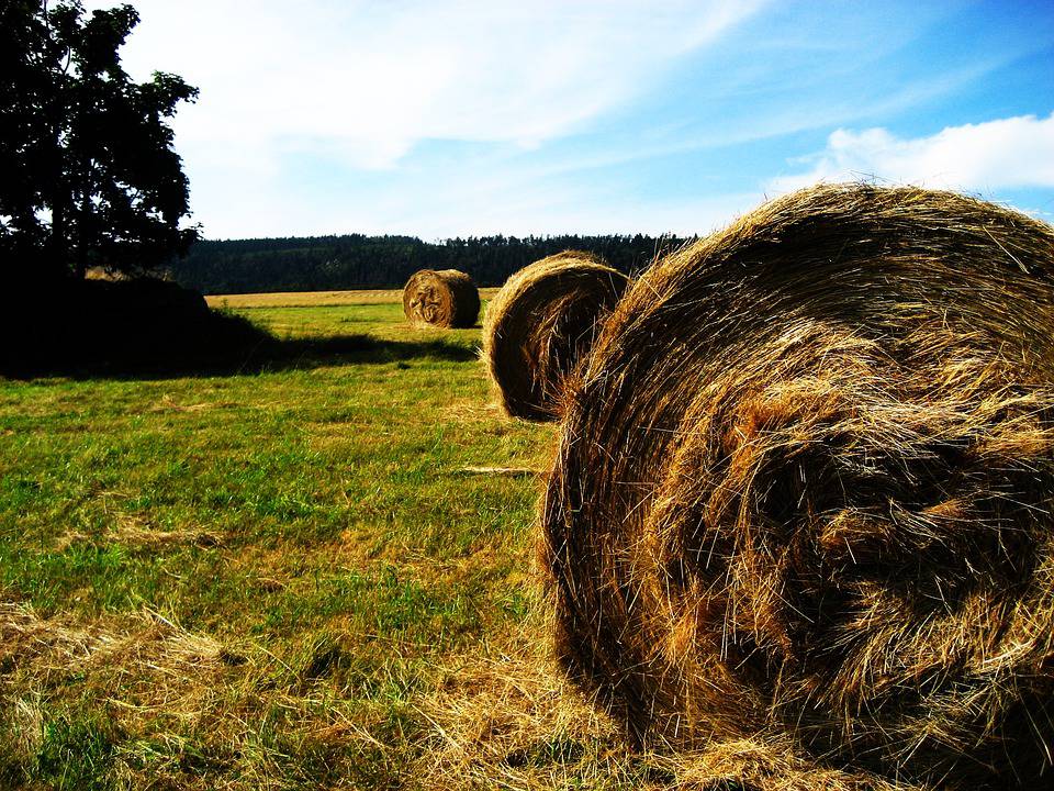 Coldiretti Cuneo: “Servono più risorse per i giovani imprenditori agricoli”