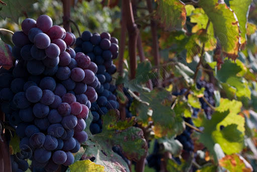 Vendemmia 2022, al via la rilevazione dei prezzi delle uve da vino Doc e Docg