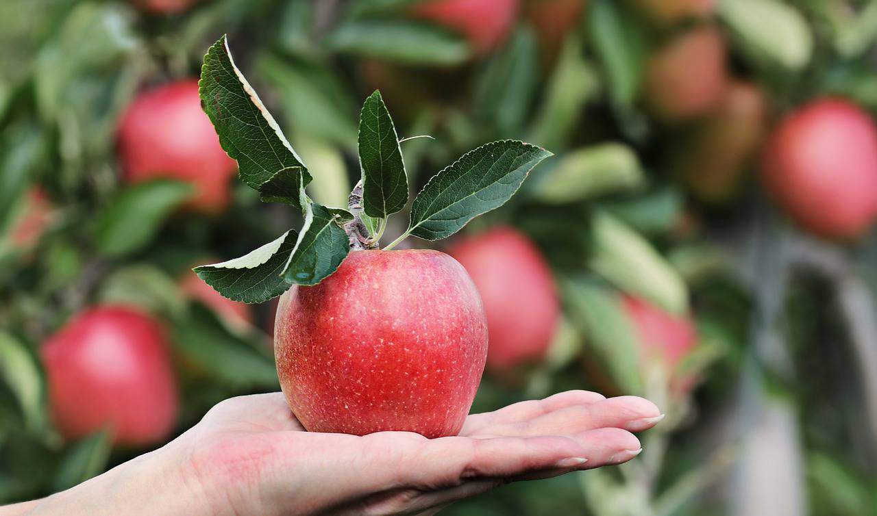 Raccolta delle mele, Coldiretti: “Buone prospettive in provincia di Cuneo”