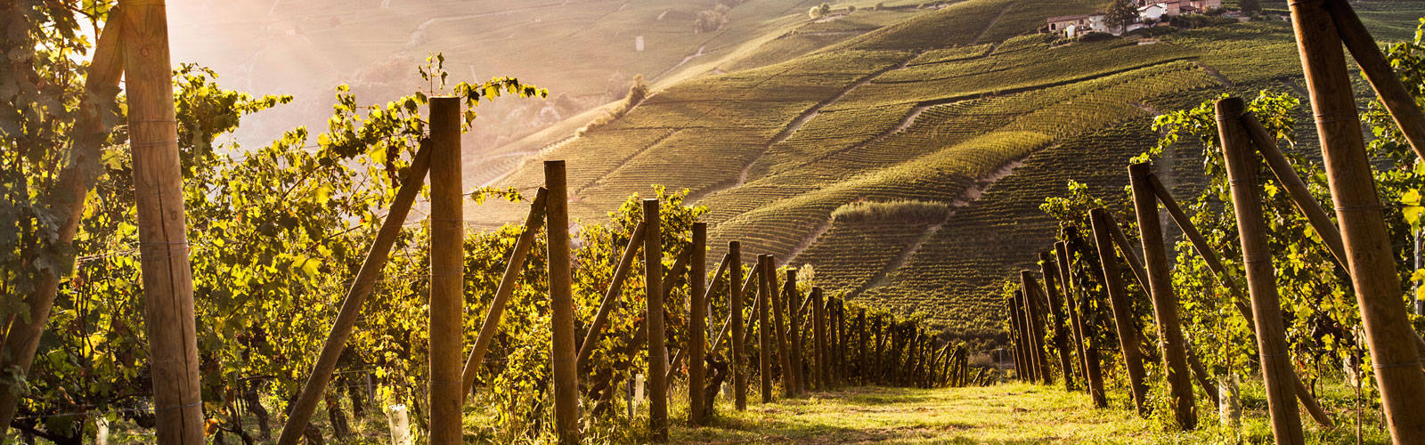 110 e lode per il vino piemontese Annata 2015
