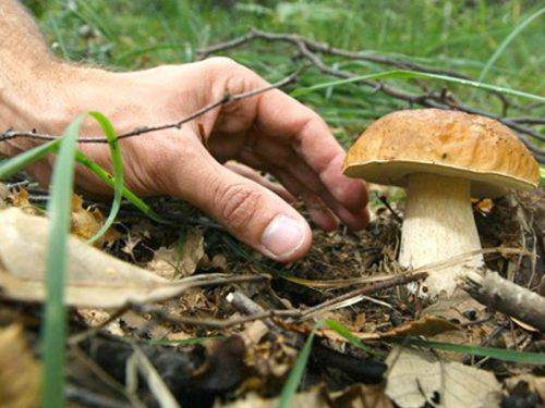 Raccolta funghi nelle valli cuneesi: tutto ciò che si deve sapere