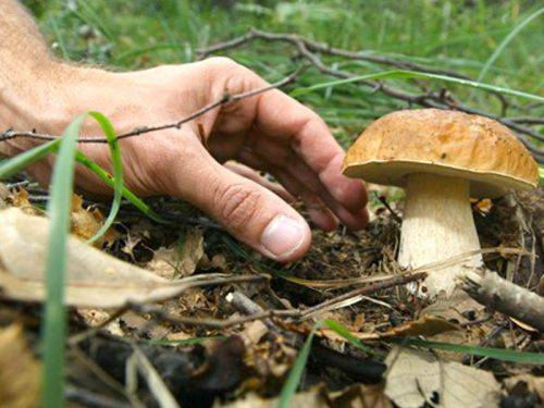 Parte bene la stagione della raccolta dei funghi