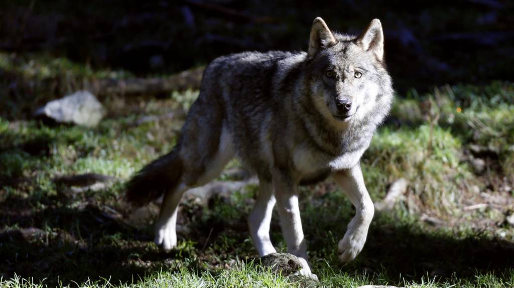 Coldiretti Cuneo richiede urgenti misure di contenimento del lupo per difendere territori e attività agricola