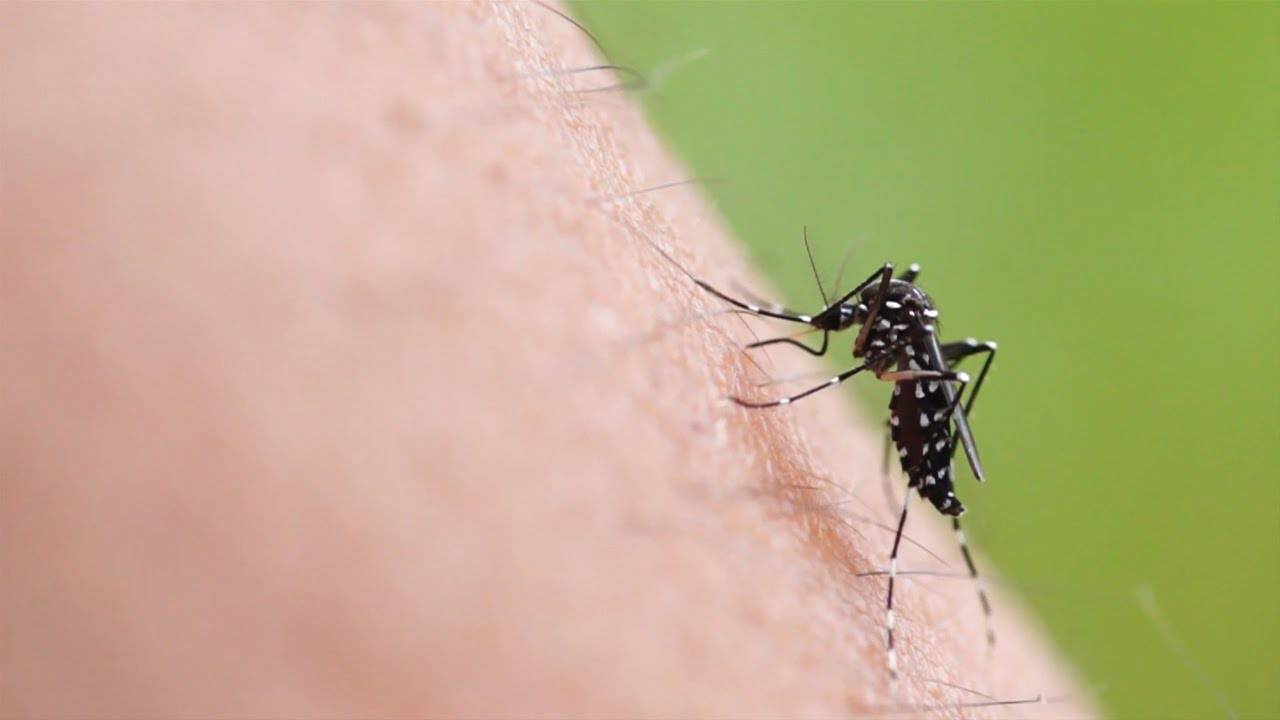 West Nile virus e zanzare: ecco la situazione in Piemonte