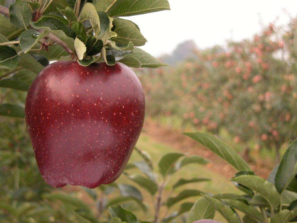 mela rossa generica 