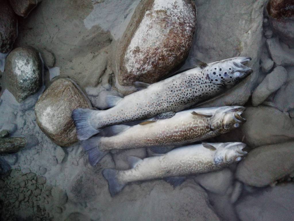 Moria di pesci nell’Ellero durante i lavori: i carabinieri denunciano ditta frabosana