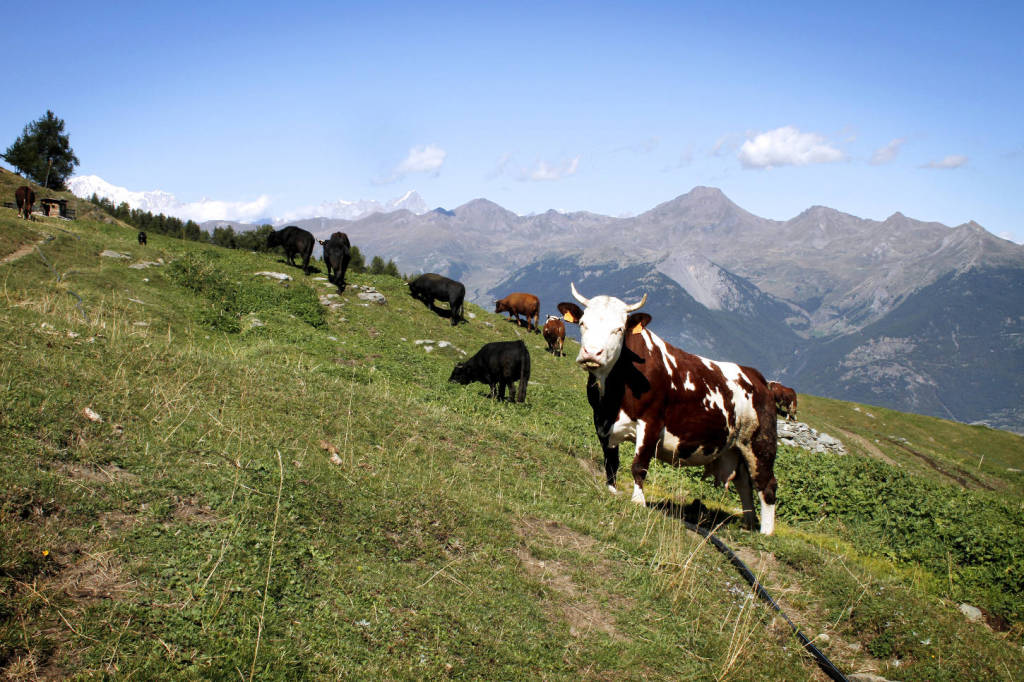 “Caluma el vache”, a Prazzo si celebra la discesa dagli alpeggi
