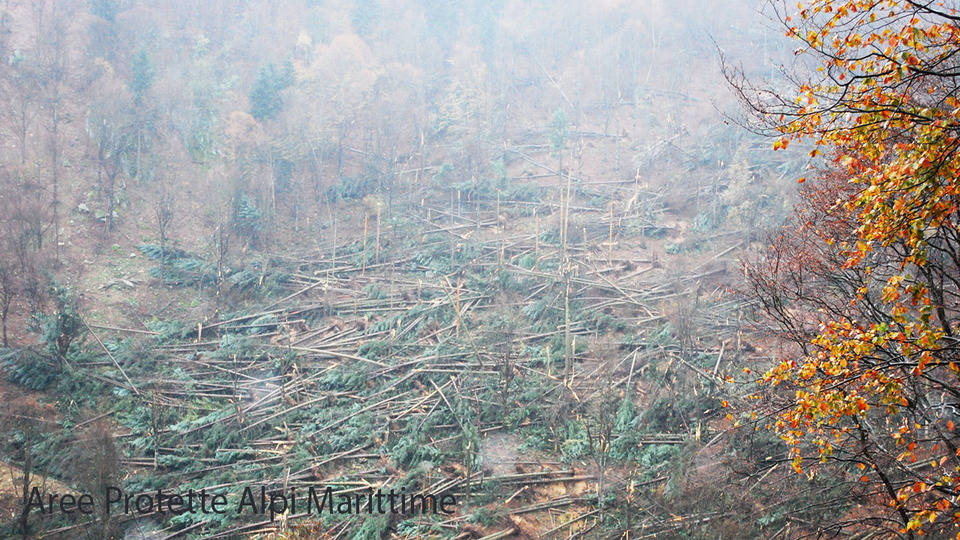 Distrutti dal vento centinaia di alberi nel Marguareis: ora si contano i danni