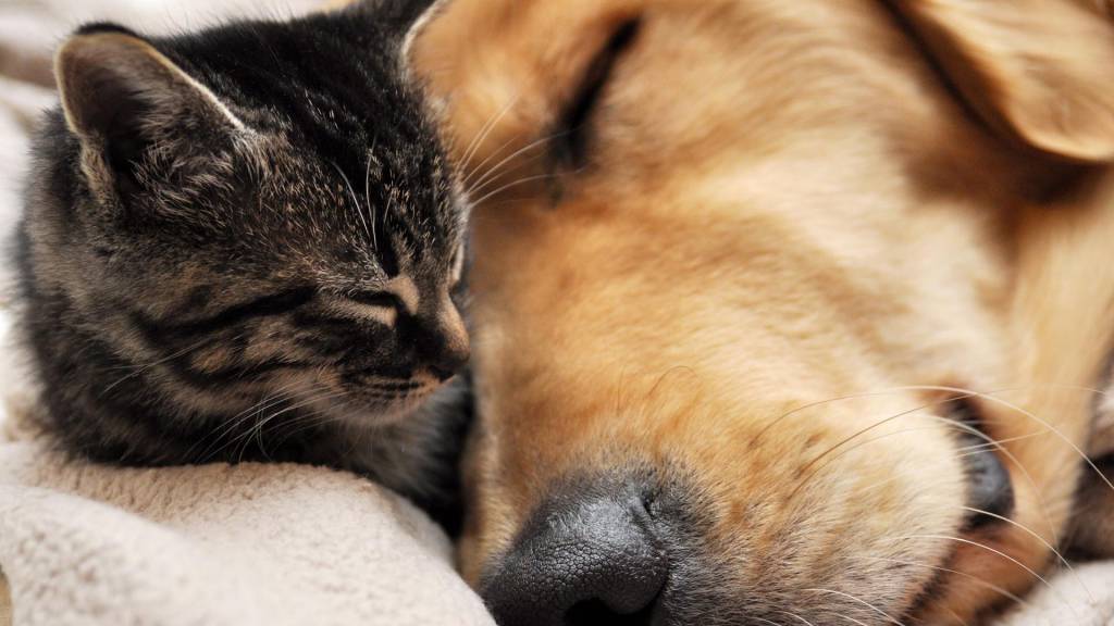 Botti e animali domestici: ecco il vademecum su come tranquillizzare cani e gatti