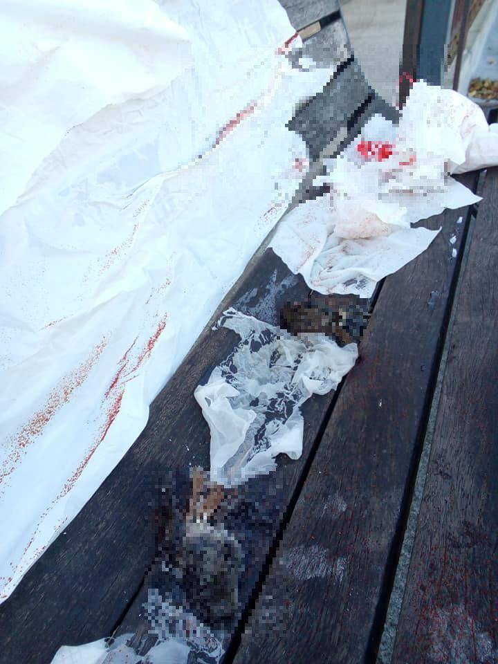 Ignoti cospargono colla per topi su panchina a Saluzzo: morti due volatili
