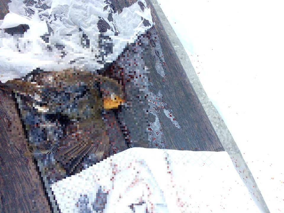 Ignoti cospargono colla per topi su panchina a Saluzzo: morti due volatili