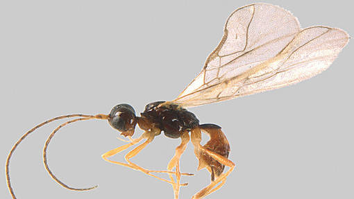 Scoperto nuovo insetto a Entracque: si tratta del Grammospila martae