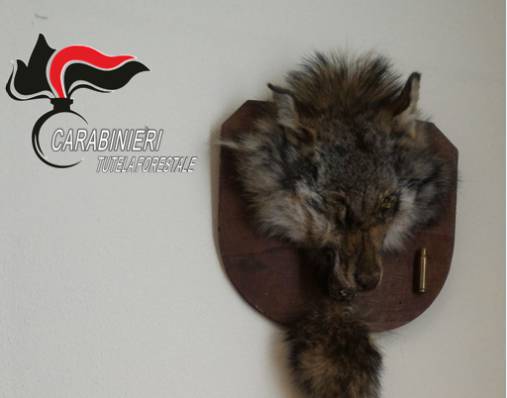 Gli trovano testa di lupo imbalsamata in casa: nei guai cacciatore cuneese