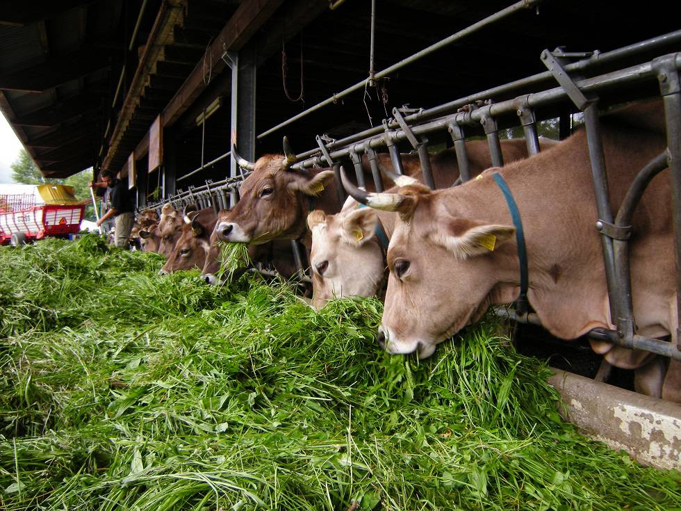 Il 24 settembre in Regione il tavolo di confronto chiesto da Coldiretti su crisi dei bovini da carne