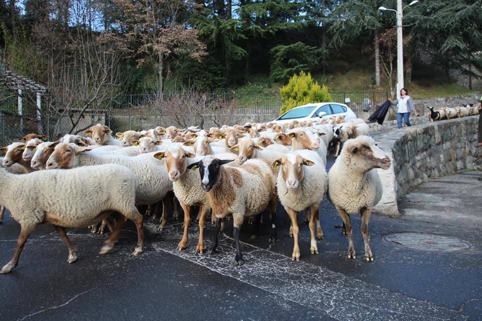 A Breil-sur-Roya lo spettacolo delle pecore in transumanza
