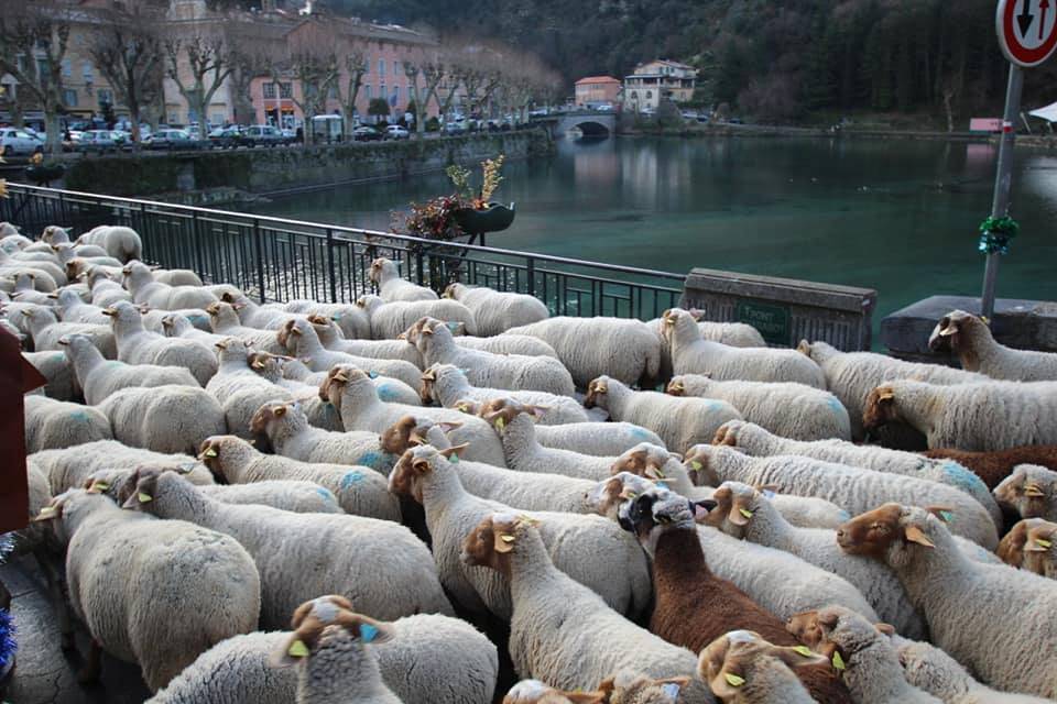 A Breil-sur-Roya lo spettacolo delle pecore in transumanza
