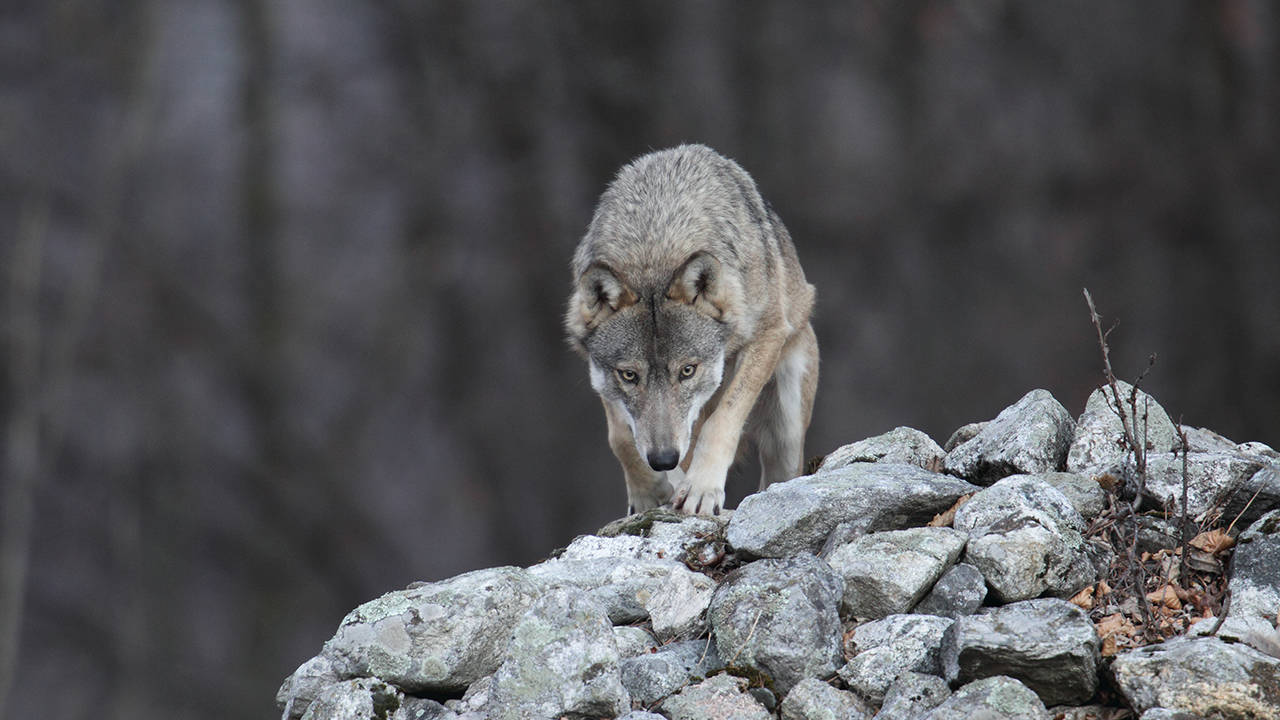 “Più lupi in Piemonte che nell’intera Svezia”, Coldiretti Cuneo lancia l’allarme
