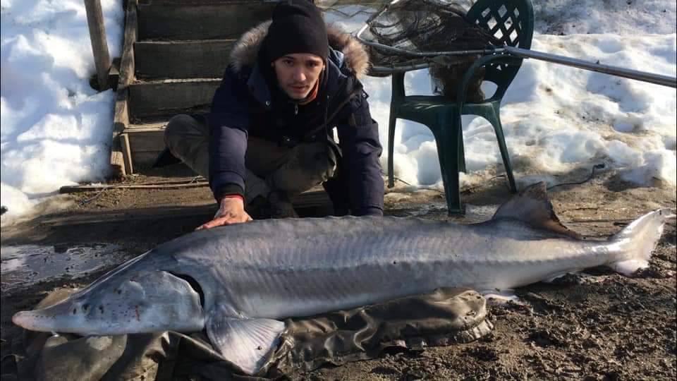 Pietro Mandrile, caragliese, ha pescato un beluga di 50 kg