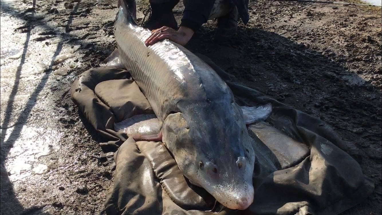 Pietro Mandrile, caragliese, ha pescato un beluga di 50 kg