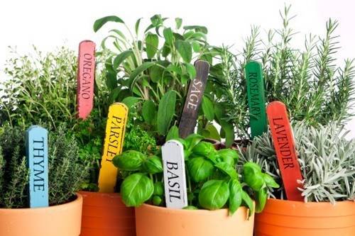Cuneo, il «Corpo Cosciente» organizza appuntamenti su piante aromatiche e salute