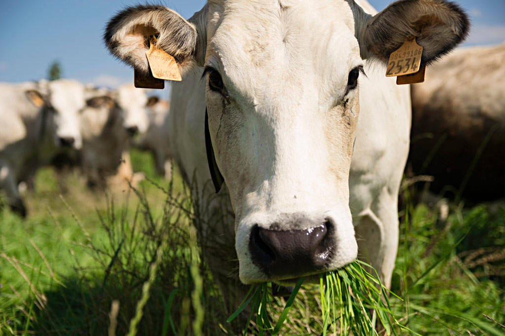 Confagricoltura chiede alla Regione Piemonte un piano straordinario per sostenere gli allevamenti bovini