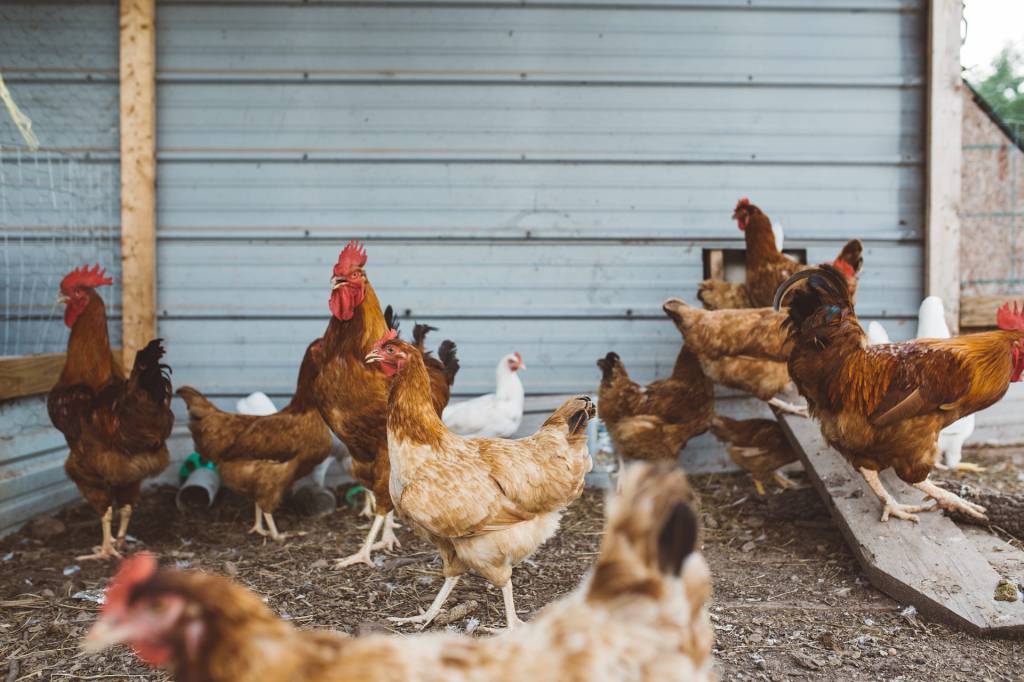 Possibili aperture del Ministero sulle nuove norme per la biosicurezza in avicoltura