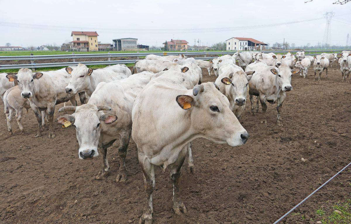 Coldiretti Cuneo: stop all’invasione di carne bovina europea destinata al Nord Africa