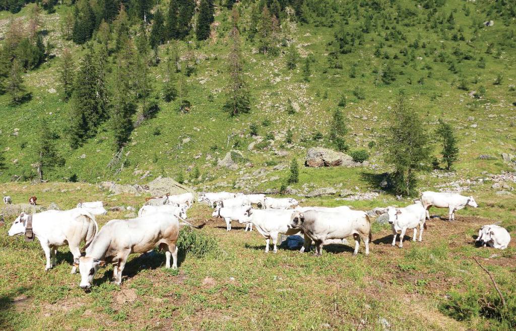 La Coldiretti chiede l’impegno della Regione per aiutare gli allevatori cuneesi che perdono 600 euro a bovino