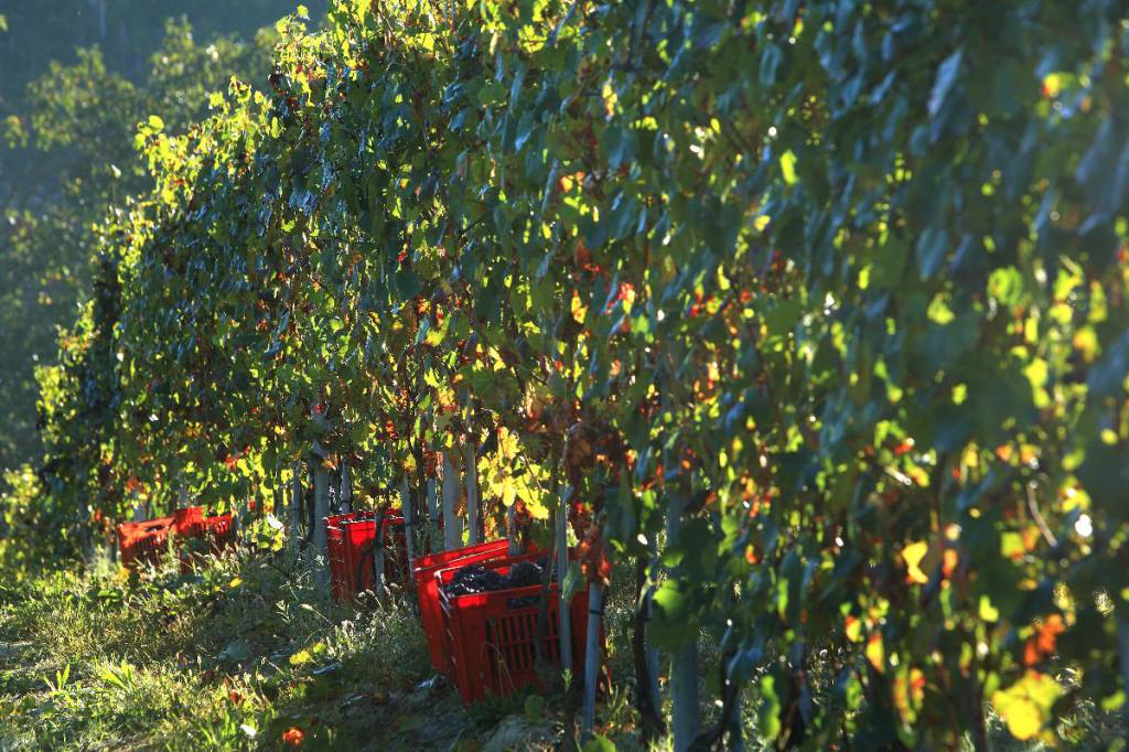 “L’incognita prezzi minaccia la competitività del sistema vitivinicolo