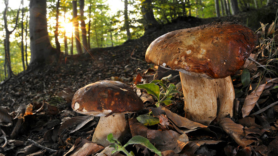“Bulè: conosciamoli un po’!”: il corso sulle tante curiosità legate ai funghi