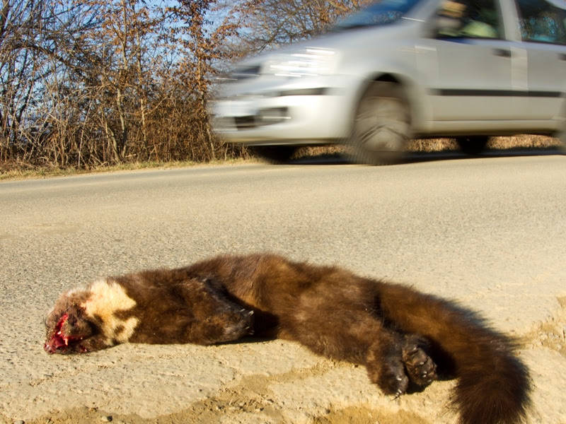 Avviato il progetto Monviso road-kill per monitorare la mortalità della fauna selvatica vittima del traffico automobilistico