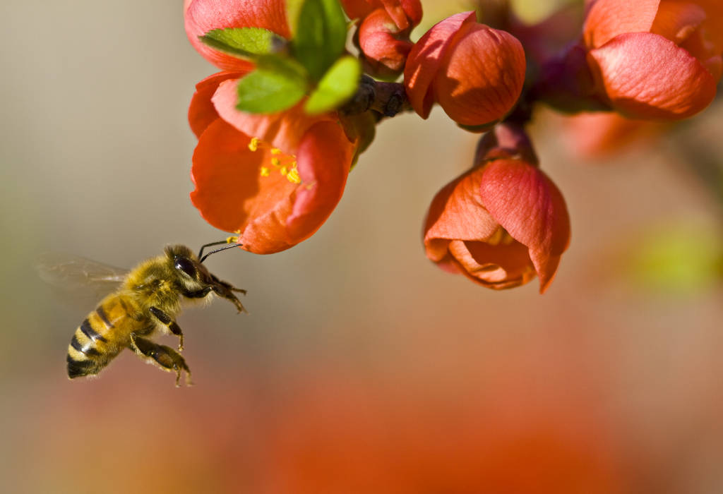 Giornata mondiale api, Coldiretti: +44% consumi di miele ma gli apicoltori cuneesi non sorridono
