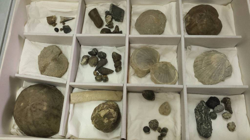fossili donati al “Craveri”