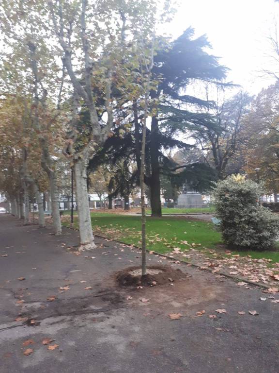 Bra: 15 platani piantati in piazza Roma