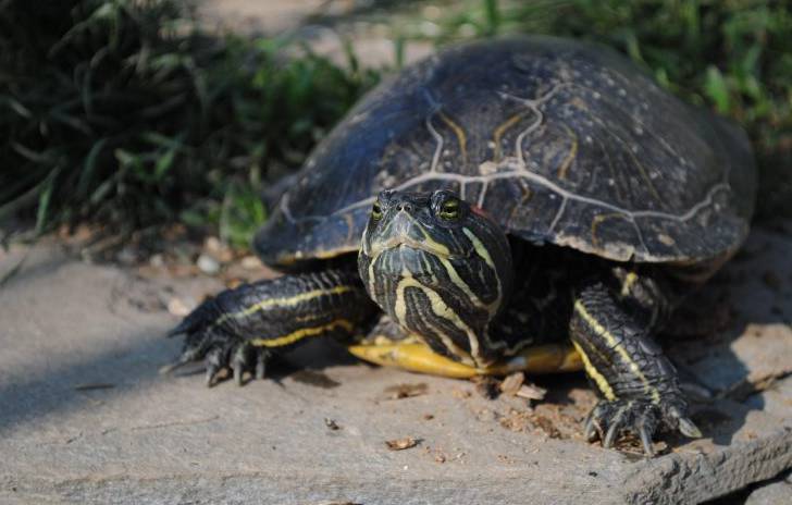 L’abbandono delle tartarughe palustri americane, un centro di raccolta a Sommariva Perno