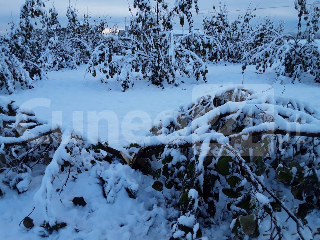 Danni da neve, Coldiretti Cuneo: castagneti e noccioleti in ginocchio in tutta la Granda