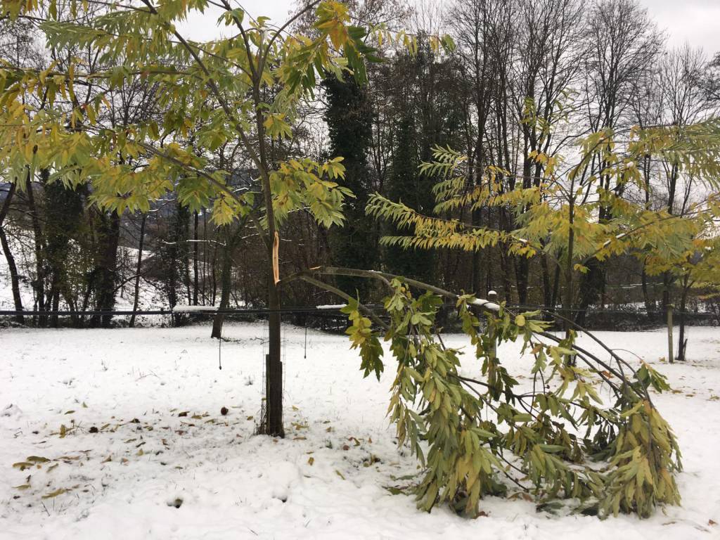 Coldiretti Cuneo: una serata di formazione per recuperare e sanare i castagneti danneggiati dalla neve