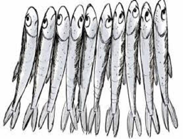 sardine-cuneo-18869
