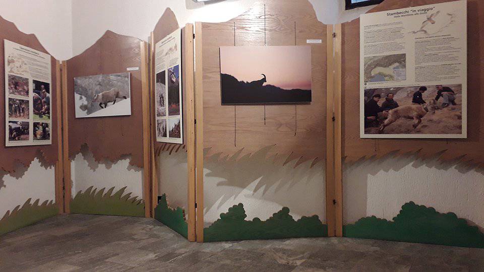Lo stambecco festeggia con una mostra i 100 anni nelle Alpi Marittime