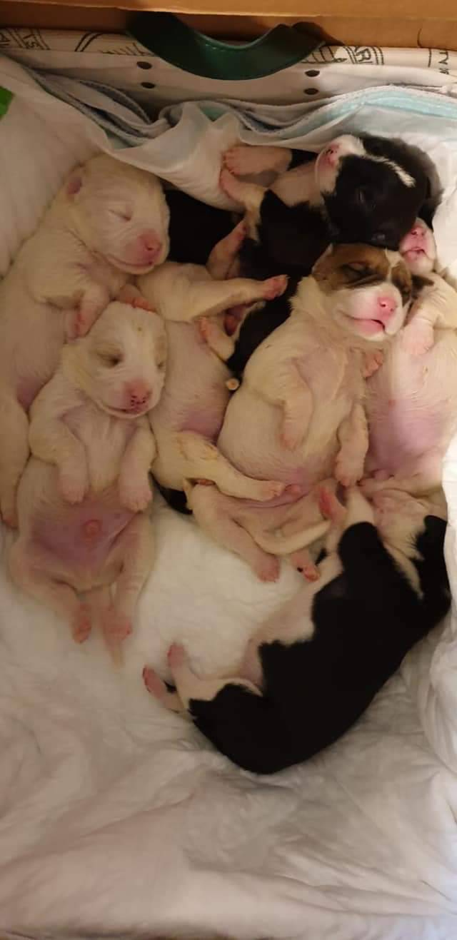 Abbandonati a Cuneo, ritrovati il giorno di Natale, 7 cuccioli appena nati