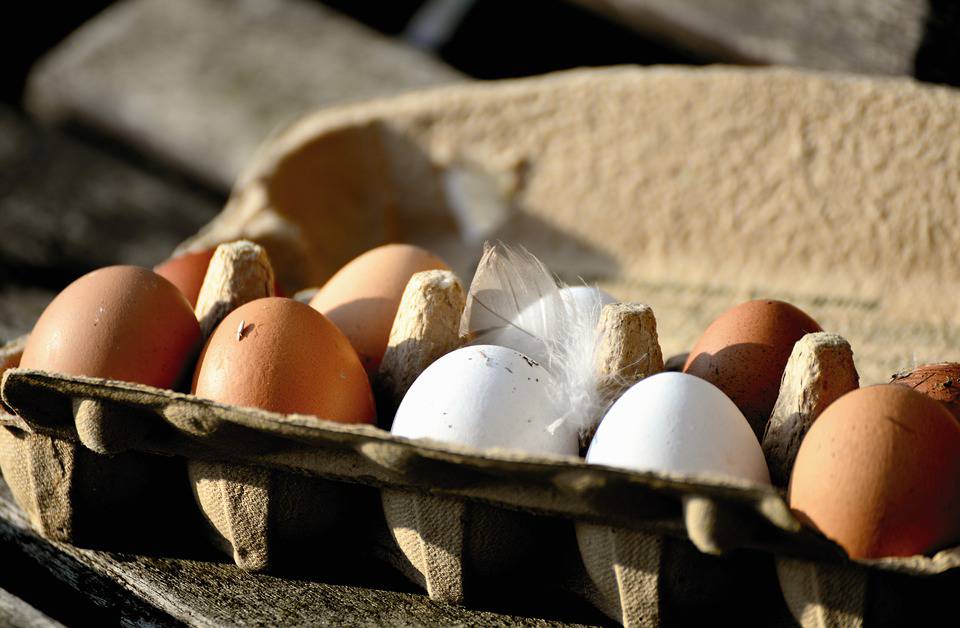 Coldiretti Cuneo “Alta qualità ed equilibrio tra produzione e consumo delle uova”