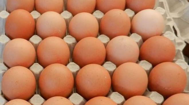 Contaminazione da Salmonella, richiamate uova fresche